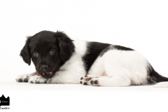 © all rights reserved - Photo by Angela van IJperen