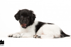 © all rights reserved - Photo by Angela van IJperen