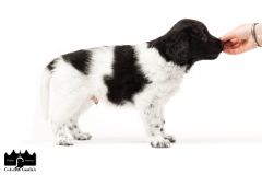 © all rights reserved - Photo by Angela van IJperen