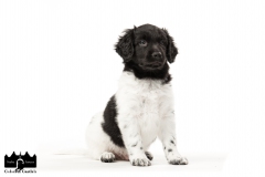 © all rights reserved - Photo by Angela van IJperen