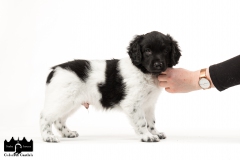 © all rights reserved - Photo by Angela van IJperen