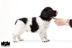 © all rights reserved - Photo by Angela van IJperen