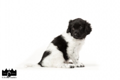 © all rights reserved - Photo by Angela van IJperen