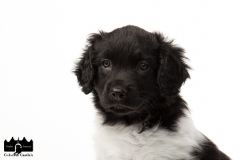 © all rights reserved - Photo by Angela van IJperen