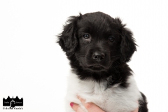 © all rights reserved - Photo by Angela van IJperen