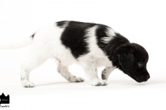 © all rights reserved - Photo by Angela van IJperen