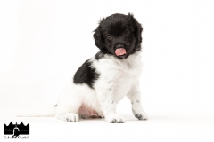 © all rights reserved - Photo by Angela van IJperen