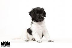 © all rights reserved - Photo by Angela van IJperen