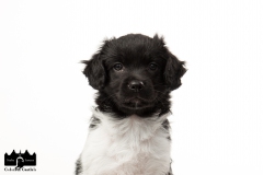 © all rights reserved - Photo by Angela van IJperen