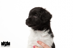 © all rights reserved - Photo by Angela van IJperen