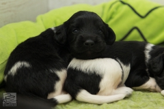 © all rights reserved - Photo by Lisanne Bakker