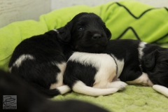 © all rights reserved - Photo by Lisanne Bakker