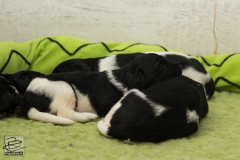 © all rights reserved - Photo by Lisanne Bakker