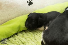 © all rights reserved - Photo by Lisanne Bakker