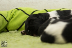 © all rights reserved - Photo by Lisanne Bakker