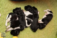 © all rights reserved - Photo by Lisanne Bakker