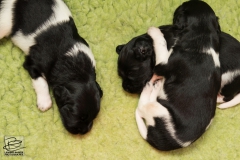 © all rights reserved - Photo by Lisanne Bakker