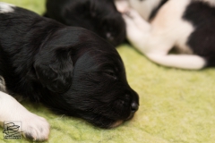 © all rights reserved - Photo by Lisanne Bakker