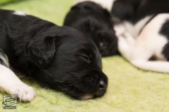 © all rights reserved - Photo by Lisanne Bakker