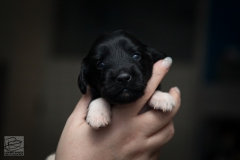 © all rights reserved - Photo by Lisanne Bakker