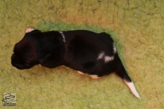 © all rights reserved - Photo by Lisanne Bakker