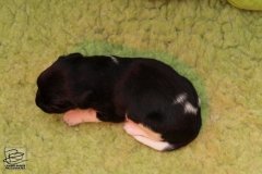 © all rights reserved - Photo by Lisanne Bakker