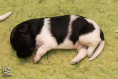 © all rights reserved - Photo by Lisanne Bakker