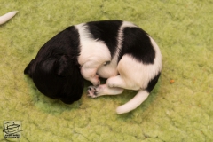 © all rights reserved - Photo by Lisanne Bakker