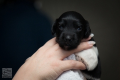 © all rights reserved - Photo by Lisanne Bakker