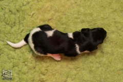 © all rights reserved - Photo by Lisanne Bakker