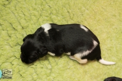 © all rights reserved - Photo by Lisanne Bakker