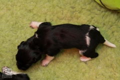 © all rights reserved - Photo by Lisanne Bakker