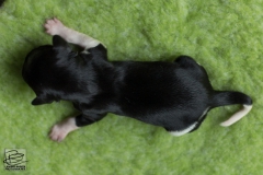 © all rights reserved - Photo by Lisanne Bakker