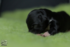 © all rights reserved - Photo by Lisanne Bakker