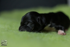 © all rights reserved - Photo by Lisanne Bakker