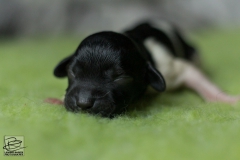 © all rights reserved - Photo by Lisanne Bakker
