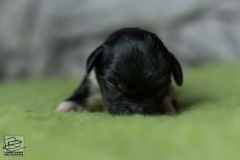 © all rights reserved - Photo by Lisanne Bakker
