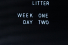 © all rights reserved - Photo by Lisanne Bakker