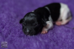 © all rights reserved - Photo by Lisanne Bakker