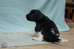 © all rights reserved - Photo by Lisanne Bakker