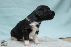 © all rights reserved - Photo by Lisanne Bakker