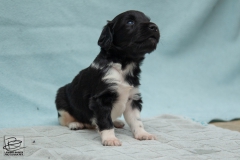 © all rights reserved - Photo by Lisanne Bakker