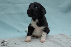 © all rights reserved - Photo by Lisanne Bakker