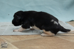 © all rights reserved - Photo by Lisanne Bakker