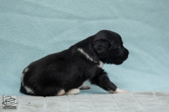 © all rights reserved - Photo by Lisanne Bakker