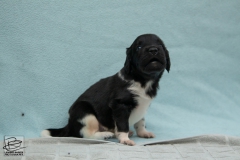 © all rights reserved - Photo by Lisanne Bakker