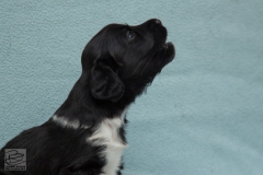 © all rights reserved - Photo by Lisanne Bakker