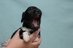 © all rights reserved - Photo by Lisanne Bakker