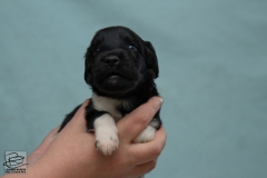 © all rights reserved - Photo by Lisanne Bakker