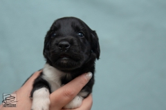 © all rights reserved - Photo by Lisanne Bakker